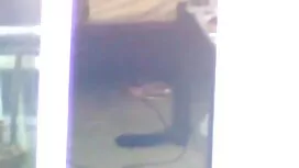 Običan porno cum ure ...